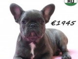 Chiots Bouledogue Français à vendre