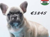 Chiots Bouledogue Français à vendre