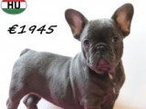 Chiots Bouledogue Français à vendre