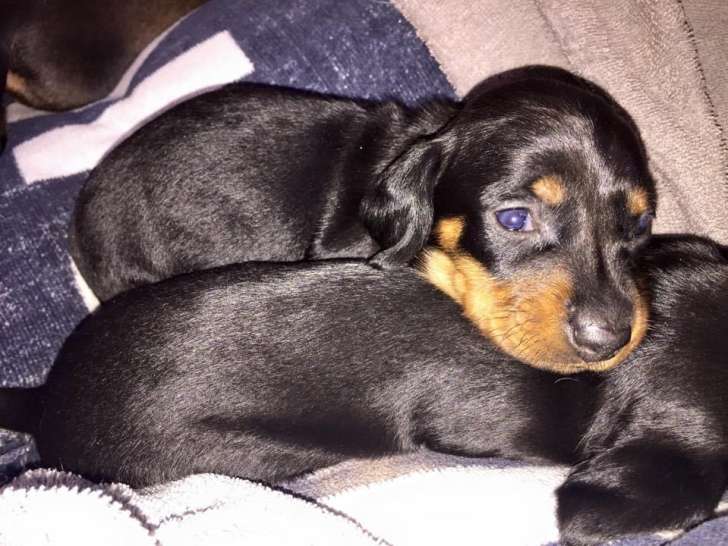 Sublime petite femelle teckel   Naine  à poil ras LOF à réserver