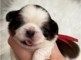 Portée de 6 chiots Shih Tzu LOF réservation avril 2026