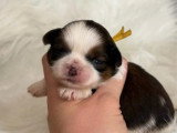 Portée de 6 chiots Shih Tzu LOF réservation avril 2026