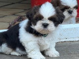 Portée de 6 chiots Shih Tzu LOF réservation avril 2026