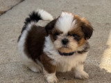 Portée de 6 chiots Shih Tzu LOF réservation avril 2026