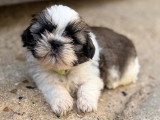 Portée de 6 chiots Shih Tzu LOF réservation avril 2026