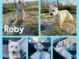 Chien West Highland White Terrier 5 ans LOF à vendre