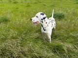 Chien Dalmatien disponible pour saillie