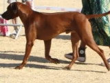 Mâle Rhodesian Ridgeback disponible pour saillie