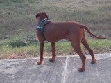 Mâle Rhodesian Ridgeback disponible pour saillie