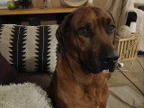 Mâle Rhodesian Ridgeback disponible pour saillie