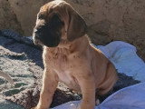 Chiot femelle Dogue Allemand LOF née mars 2026 à vendre
