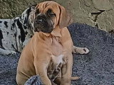 Chiot femelle Dogue Allemand LOF née mars 2026 à vendre