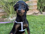 Chiot femelle Pinscher Nain non LOF à vendre