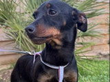Chiot femelle Pinscher Nain non LOF à vendre