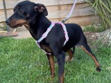 Chiot femelle Pinscher Nain non LOF à vendre
