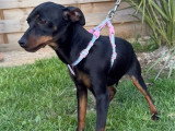 Chiot femelle Pinscher Nain non LOF à vendre
