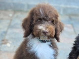 Beaux chiots Grand Caniche à vendre