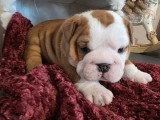 4 chiots Bulldog mâles LOF nés en mars 2026 à réserver