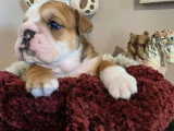 4 chiots Bulldog mâles LOF nés en mars 2026 à réserver