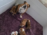 4 chiots Bulldog mâles LOF nés en mars 2026 à réserver