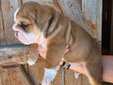 4 chiots Bulldog mâles LOF nés en mars 2026 à réserver