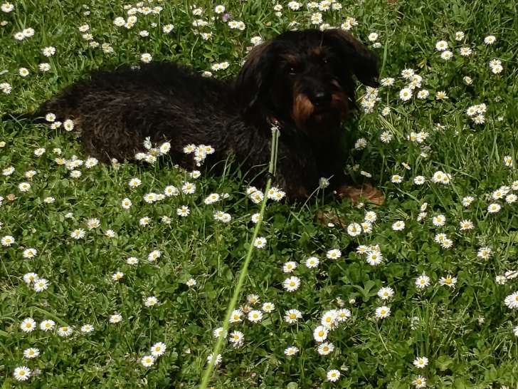 Recherche femelle Teckel à poil dur pour saillie