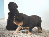 3 chiots Cavalier King Charles noir et feu LOF de mars 2026 à réserver