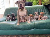 Portée de 6 chiots American Bully XXL non LOF à réserver
