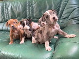 Portée de 6 chiots American Bully XXL non LOF à réserver