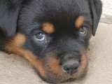 6 chiots Rottweiler LOF à réserver, nés en mars 2026