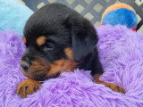 6 chiots Rottweiler LOF à réserver, nés en mars 2026
