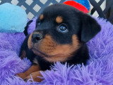 6 chiots Rottweiler LOF à réserver, nés en mars 2026