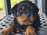 6 chiots Rottweiler LOF à réserver, nés en mars 2026