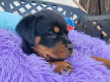 6 chiots Rottweiler LOF à réserver, nés en mars 2026