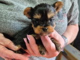3 chiots femelles Yorkshire non LOF à réserver, disponibles en mai 2026