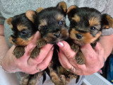 3 chiots femelles Yorkshire non LOF à réserver, disponibles en mai 2026