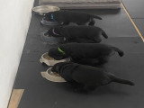 Chiots de race Labrador Retriever à vendre (2 femelles & 2 mâles)