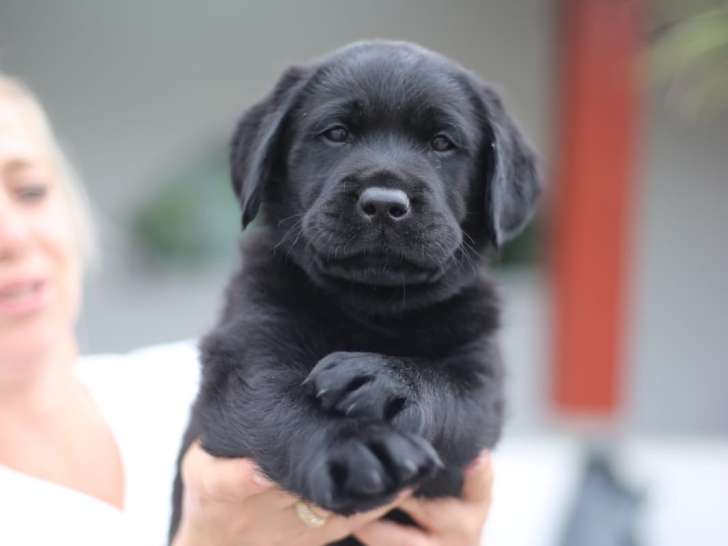 Chiots de race Labrador Retriever à vendre (2 femelles & 2 mâles)