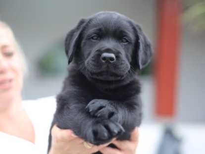 Chiots de race Labrador Retriever à vendre (2 femelles & 2 mâles)