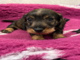 Chiot Teckel nain poil dur mâle sanglier de mars 2026 à réserver LOF