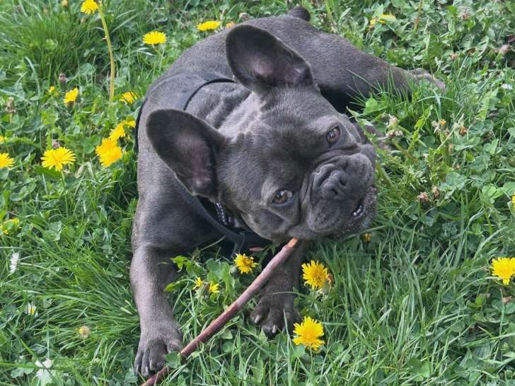 Mâle Bouledogue Français bleu disponible pour saillie à Dijon