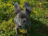 Mâle Bouledogue Français bleu disponible pour saillie à Dijon