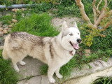 Thorium, Husky Sibérien à adopter en association