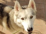 Thorium, Husky Sibérien à adopter en association