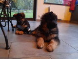 Chiot Berger Allemand à vendre
