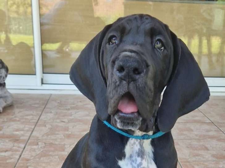 Chiots Dogue Allemand LOF à vendre