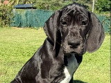 Black'Bess De la Vallée de La Soule