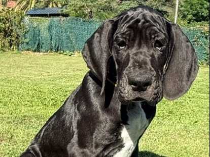 Black'Bess De la Vallée de La Soule