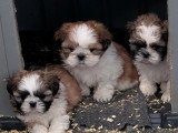Chiots Shih Tzu disponible de suite