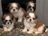 Chiots Shih Tzu disponible de suite